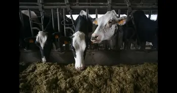 China impone aranceles provisionales de hasta el 42,7% a productos lácteos de la UE