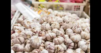 Compuestos presentes en el ajo tienen la capacidad de "alargar la vida" en ratones, según un estudio de CSIC