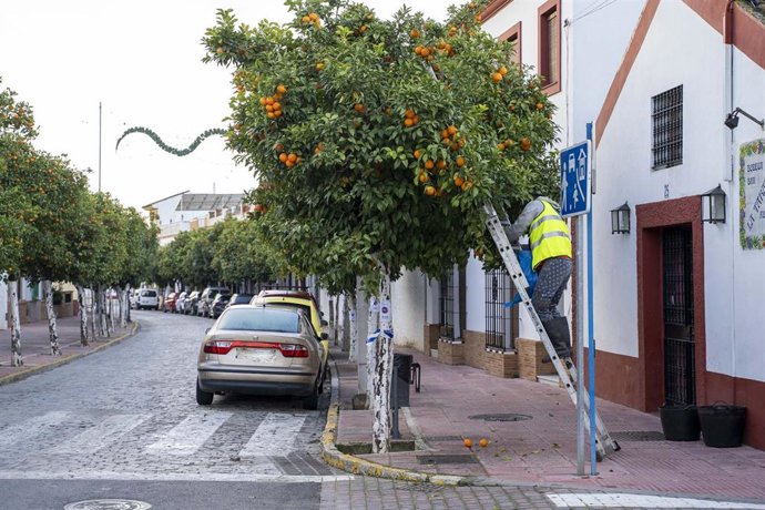 Recogida de naranja amarga en Mairena (Sevilla)