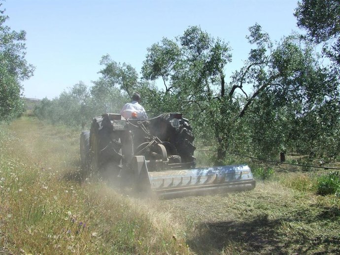 Andalucía ya tiene publicada la ley que fomenta el consumo de alimentos ecológicos.