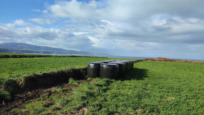 Archivo - Vacas pastando en Busto, localidad del municipio asturiano de Valdés. Vacas, PAC, rural, campo, ganadería.