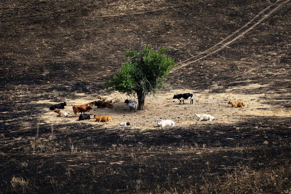 Archivo - Varias vacas rodean el árbol 'milagro', a 17 de agosto de 2025, en Soto de Viñuelas, Tres Cantos, Madrid (España). 
