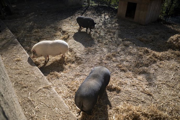 Varios cerdos en un santuario de animales, a 9 de diciembre de 2025, en Rubí, Barcelona, Catalunya (España). La dueña de un 'santuario' de animales en Rubí (Barcelona) ha recibido la visita de los Agents Rurals de la Generalitat que vigilan para evitar qu