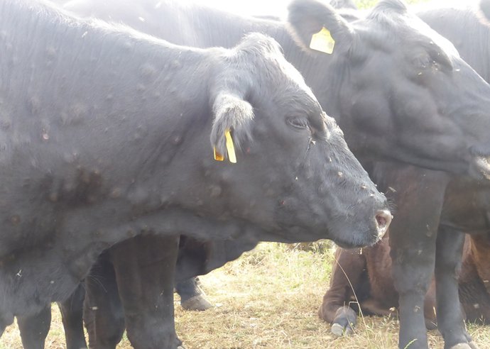 Archivo - Vacas en una granja