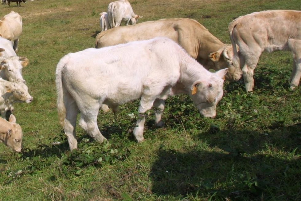 Archivo - Vacas de carne en Cantabria