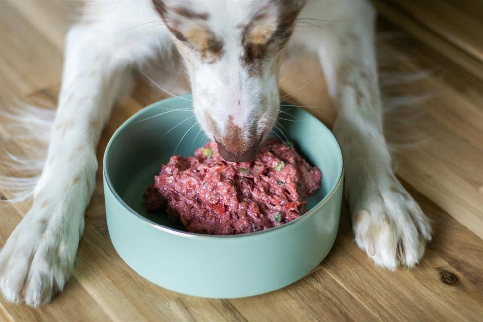 Perro comiendo