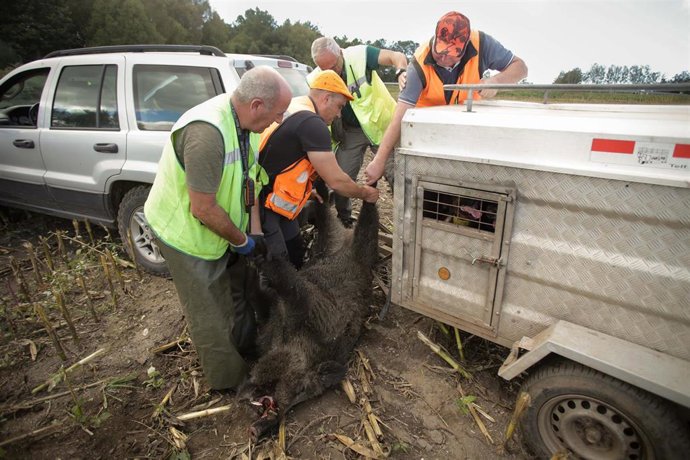 Archivo - Batida de un jabalí durante la emergencia cinegética, a 29 de septiembre de 2023, en el Concello de Portomarin, Lugo, Galicia (España).