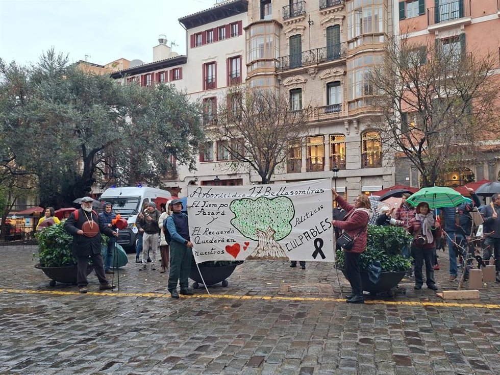 Vecinos y entidades piden a Cort "asumir responsabilidades" por la tala de bellasombras del barrio de la Calatrava de Palma