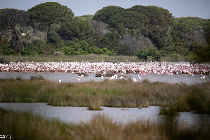 Archivo - Flamencos en Doñana.