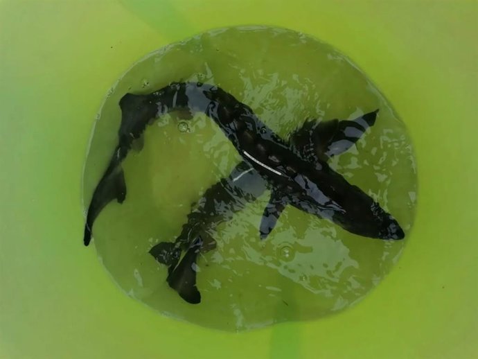 Liberan en el Ebro a 43 esturiones, especie extinguida en estado silvestre en España y amenazada a nivel global.