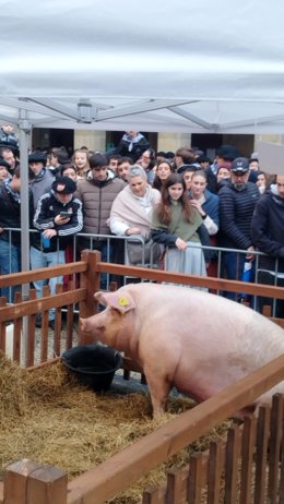 La cerda Poxpolin de la Feria de Santo Tomás de San Sebastián.