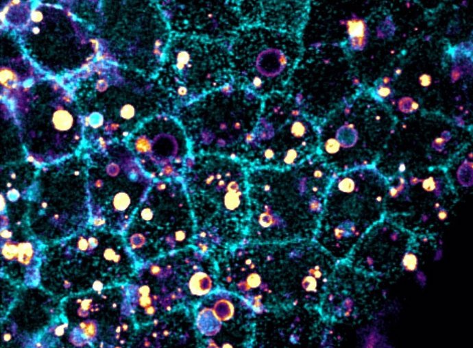 Imagem do tecido epitelial de um embrião (azul claro) e células ingeridas que foram fragmentadas (amarelo).