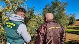 Agentes de la Guardia Civil durante la campaña de recolección de aceituna de mesa.