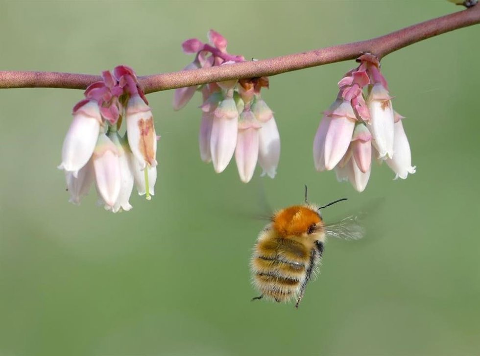 Abeja