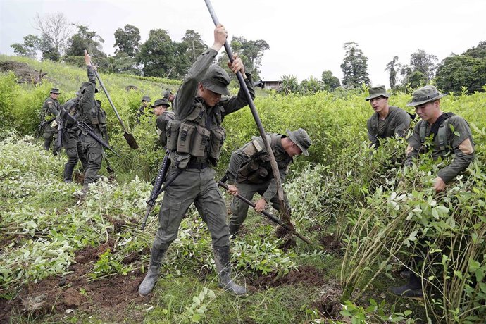 Archivo - Militares colombianos intervienen en una plantación de hoja de coca en Colombia.