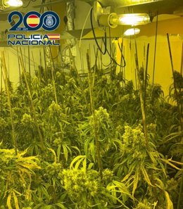 Plantas de marihuana intervenidas por la Policía Nacional en Granada