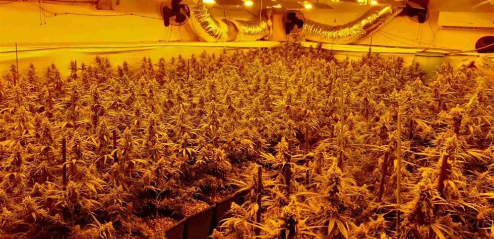 Plantación de marihuana en la provincia de Granada