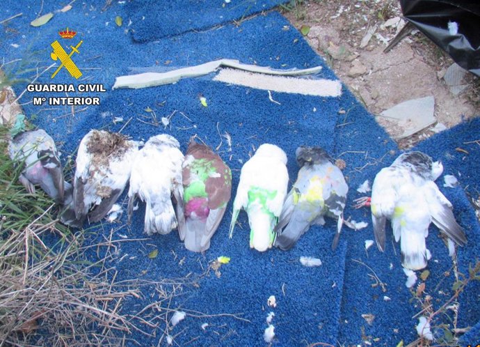 Cadáveres de los palomos deportivos