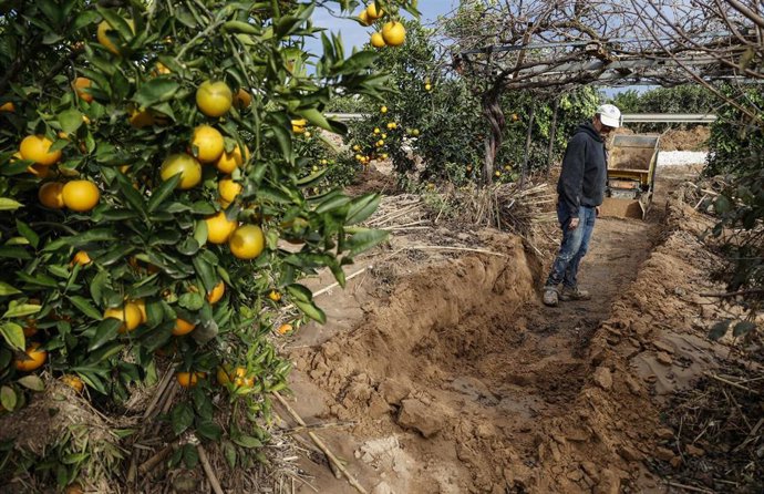 Archivo - Propietario y un perito agrícola observan el campo de naranjos arrasado por la DANA 