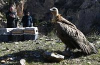 La Región registra el mayor número de parejas de buitre leonado de su historia
