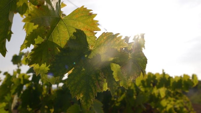 Las ayudas han ido destinadas a 12 bodegas