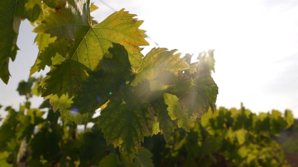 Las ayudas han ido destinadas a 12 bodegas