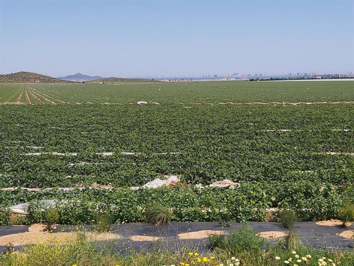 Cultivos en la zona del Mar Menor