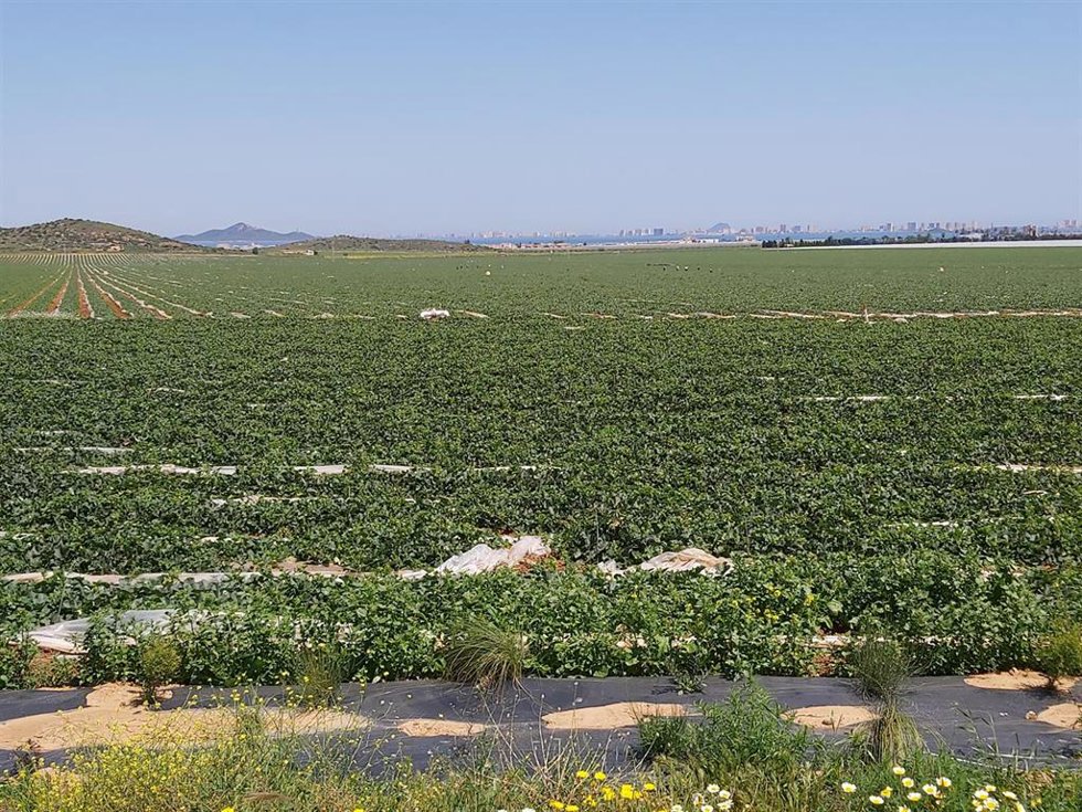 Cultivos en la zona del Mar Menor