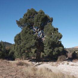 El Sabinar de las Blancas en el parque natural de puebla de San Miguel, reconocido como bosque del año 2026