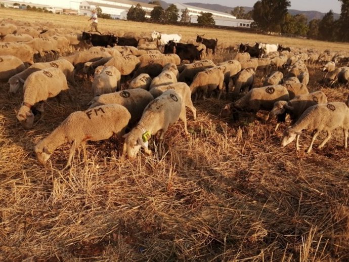 Archivo - Imagen de archivo de  una explotación ganadera.