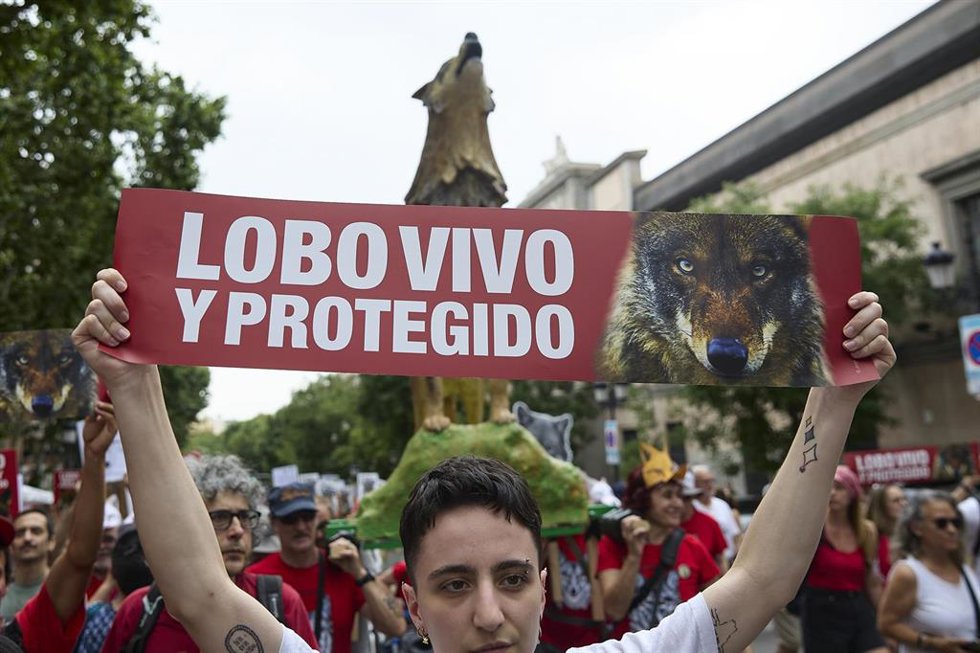 Archivo - Varias personas durante una nueva manifestación para exigir la protección del lobo ibérico, a 22 de junio de 2025, en Madrid (España). 
