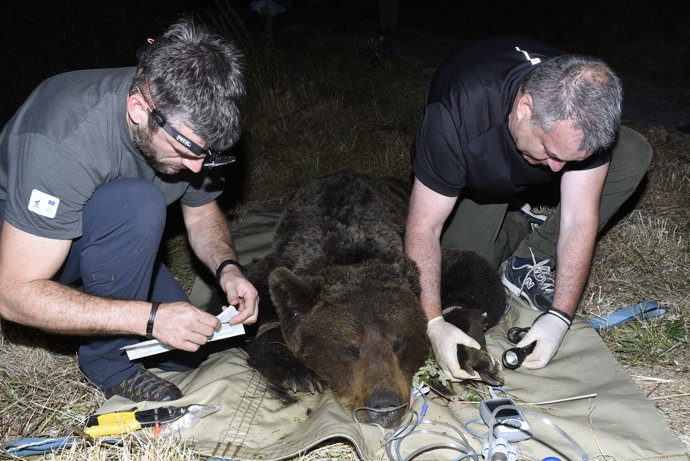 Manipulacion macho adulto Degaña en junio 2025