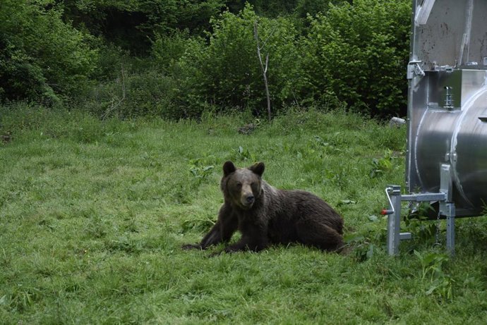 Liberación osa capturada y marcada en Belmonte de Miranda.