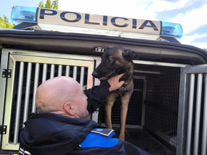 Cleo o Kena son algunos de los 30 perros policías de Madrid, que a los 8 años se jubilan con sus guías principalmente