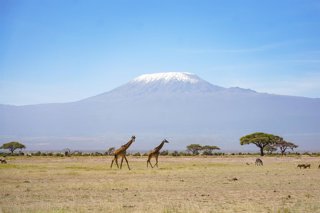 Archivo - BEIJING, Oct. 13, 2020  -- Photo taken on March 7, 2019 shows giraffes walking on a grassland backdropped by Mount Kilimanjaro at Amboseli national park in Kenya.