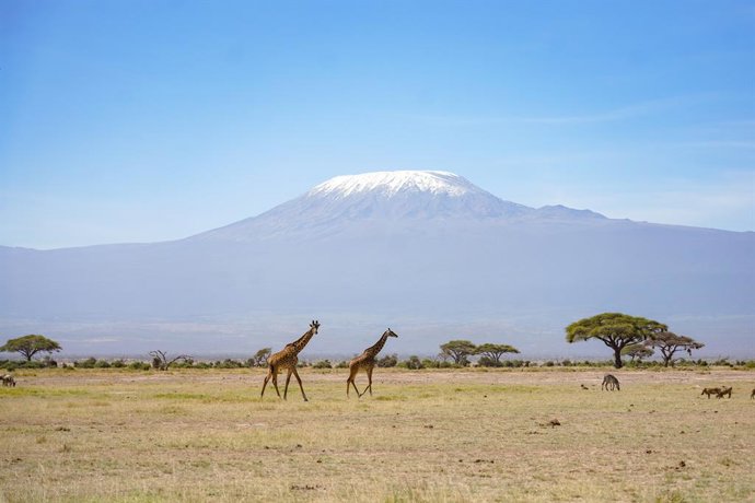 Archivo - BEIJING, Oct. 13, 2020  -- Photo taken on March 7, 2019 shows giraffes walking on a grassland backdropped by Mount Kilimanjaro at Amboseli national park in Kenya.