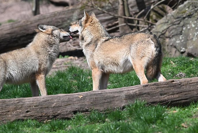 FILED - 27 March 2025, Baden-Württemberg, Cleebronn: Two European wolves (Canis lupus lupus), photographed in an enclosure in the Tripsdrill wildlife paradise. Photo: Bernd Weibrod/dpa