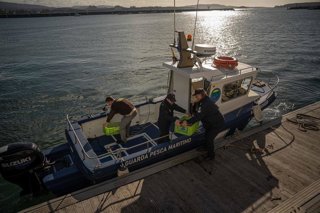 Cambados, Pontevedra.  Agentes de Gardacostas de Galicia cargan a bordo los excedentes de un buque que sobrepasó el cupo máximo de capturas para dirigirse al banco marisquero del que se extrajo para devolverlos al mar, a 19 de diciembre de 2025.