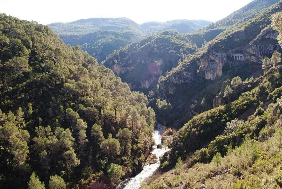 Bosques