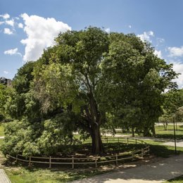 Archivo - Ejemplar de almez ubicado en el Parque Bruil de Zaragoza.