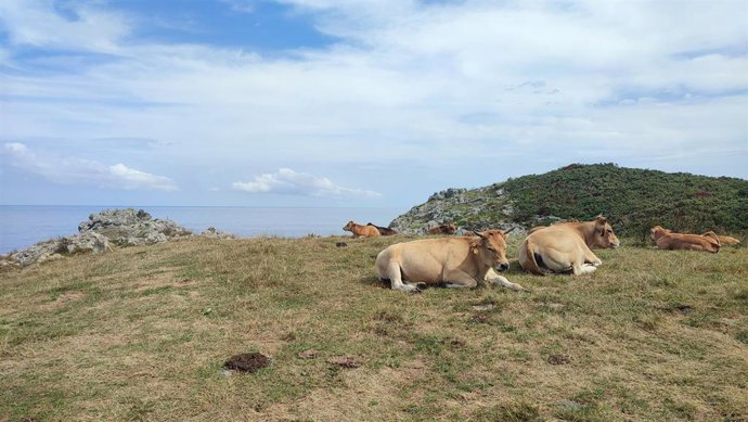 Archivo - Vacas pastando en Ribadedeva.