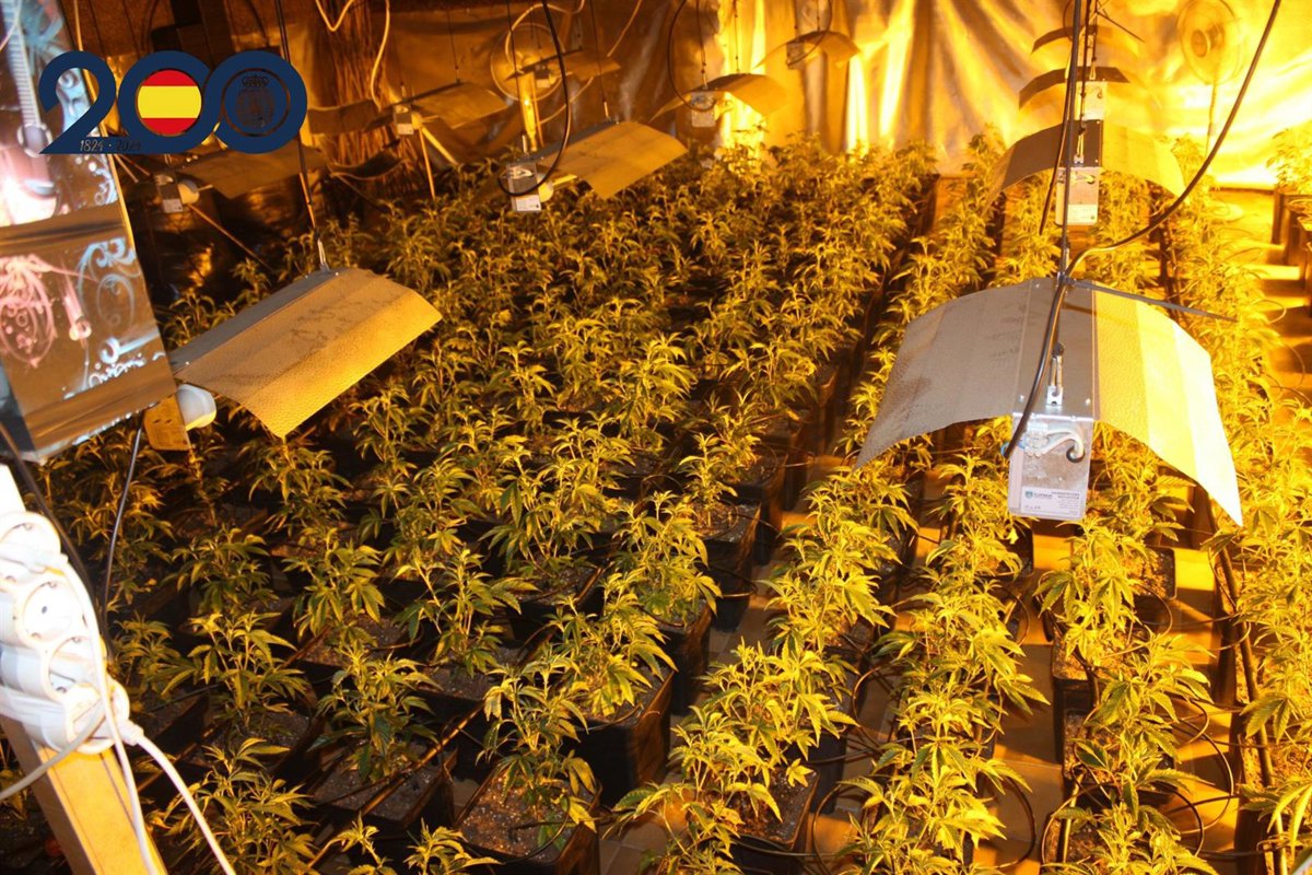 Detenidos los tres presuntos responsables de una plantación de marihuana en una vivienda de Murcia