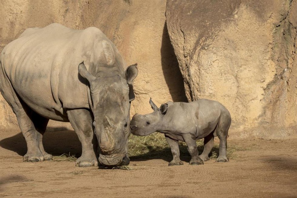 El primer rinoceronte nacido en BIOPARC Valencia se llamará Kairu