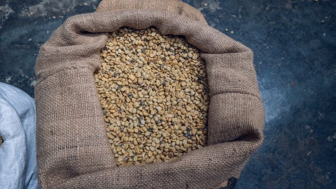 Ruta del café en Costa Rica: explorando el origen de uno de los mejores cafés del mundo