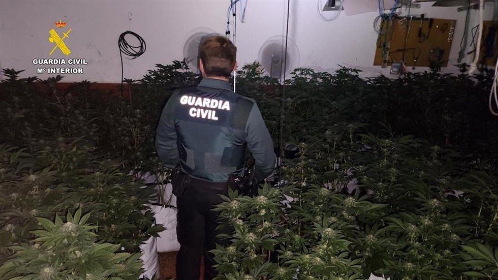 Plantación de marihuana desmantelada en la barriada cordobesa de Cerro Muniano.