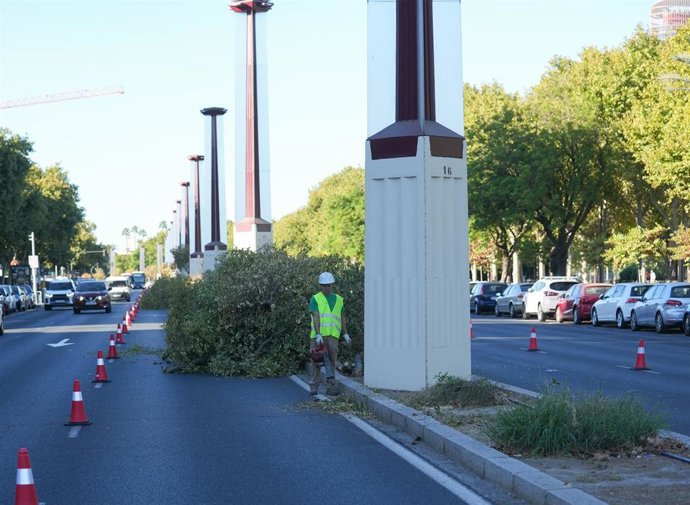 Archivo - Obras de un centenar de árboles "decrépitos" en la mediana de Torneo.