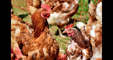 EpAgro - Agricultura