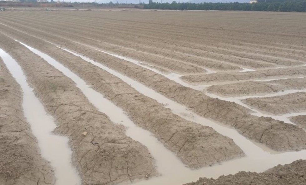 Asaja Alicante valora las últimas lluvias como un "regalo de Navidad" para el campo