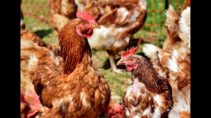 El foco empezó en la comarca del Urgell (Lleida)