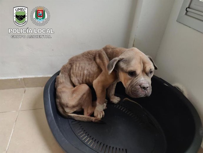 Imagen del estado del perro